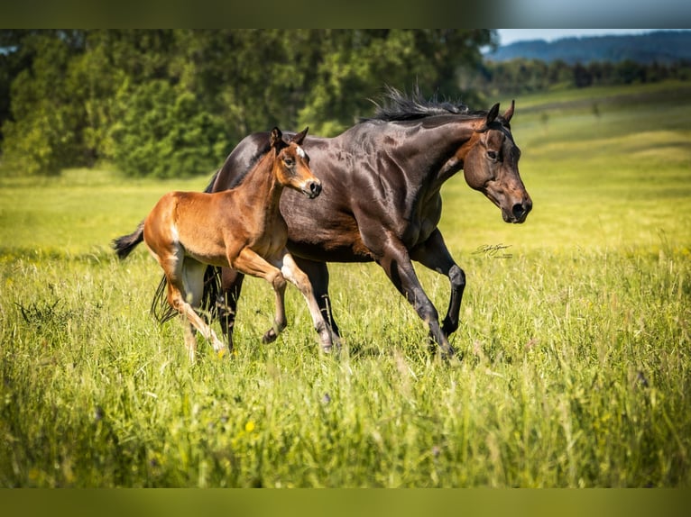 American Quarter Horse Stute 17 Jahre Dunkelbrauner in Dielsdorf