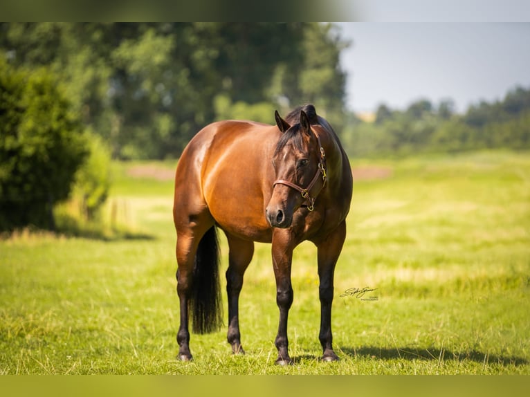 American Quarter Horse Stute 17 Jahre Dunkelbrauner in Dielsdorf