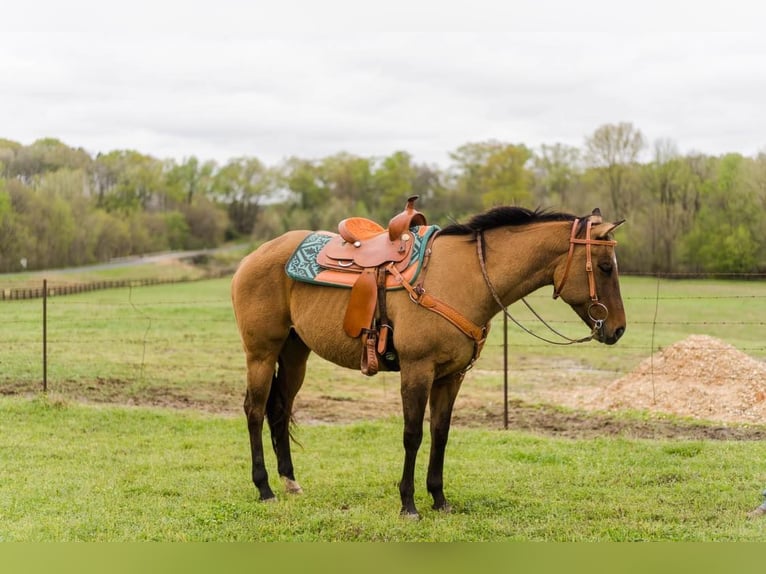 American Quarter Horse Stute 17 Jahre Falbe in Bovina MS