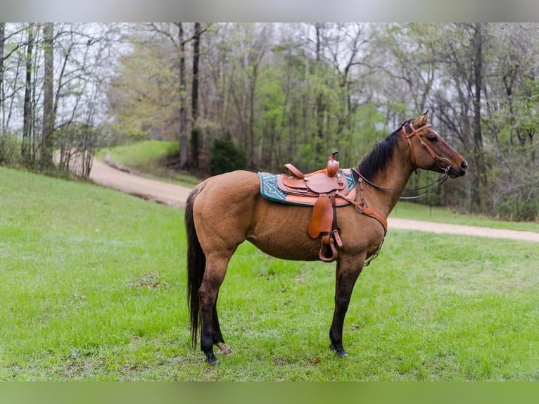 American Quarter Horse Stute 17 Jahre Falbe in Bovina MS