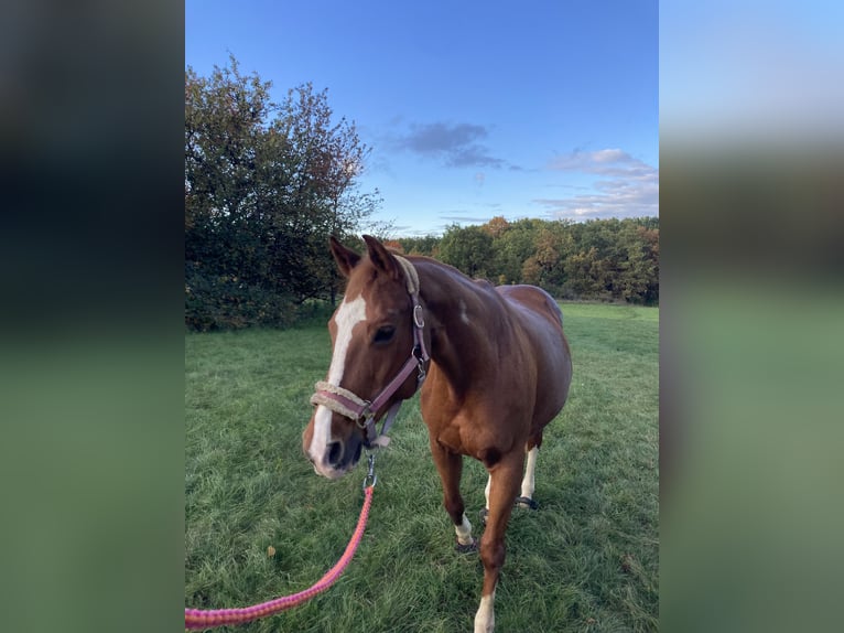American Quarter Horse Mix Stute 17 Jahre Fuchs in Regensburg