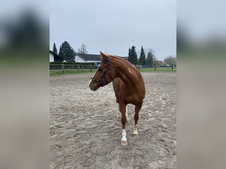 American Quarter Horse Mix Stute 17 Jahre Fuchs in Regensburg