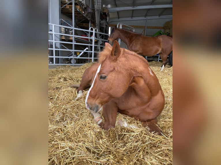 American Quarter Horse Mix Stute 17 Jahre Fuchs in Regensburg
