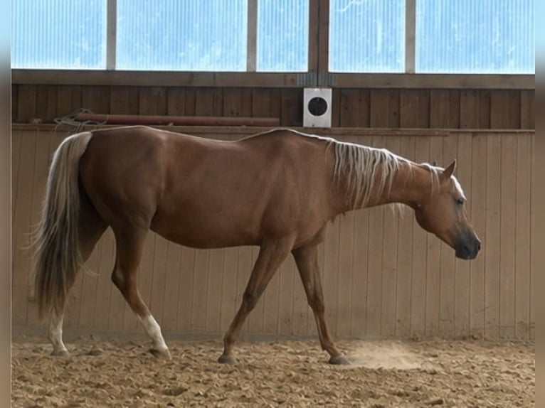 American Quarter Horse Stute 17 Jahre Palomino in Arnbruck