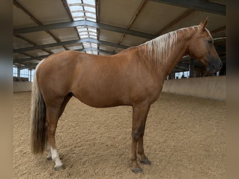 American Quarter Horse Stute 17 Jahre Palomino in Arnbruck