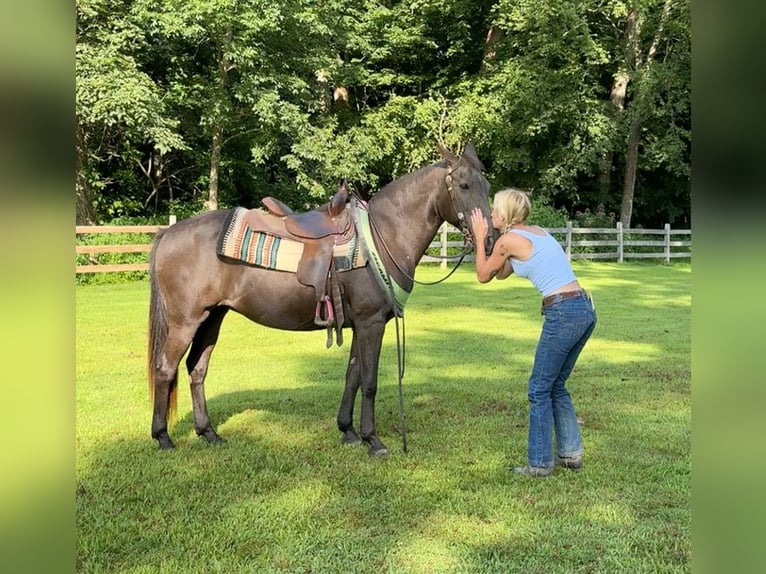 American Quarter Horse Stute 18 Jahre 142 cm Brauner in Arvada CO