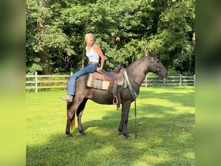 American Quarter Horse Stute 18 Jahre 142 cm Brauner in Arvada CO