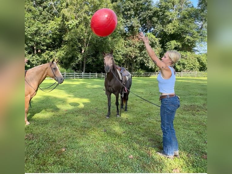 American Quarter Horse Stute 18 Jahre 142 cm Brauner in Arvada CO