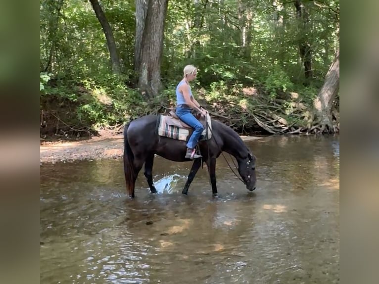 American Quarter Horse Stute 18 Jahre 142 cm Brauner in Arvada CO
