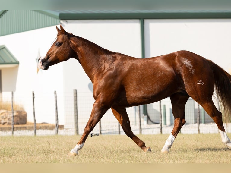 American Quarter Horse Stute 18 Jahre 142 cm Rotfuchs in Whitesboro