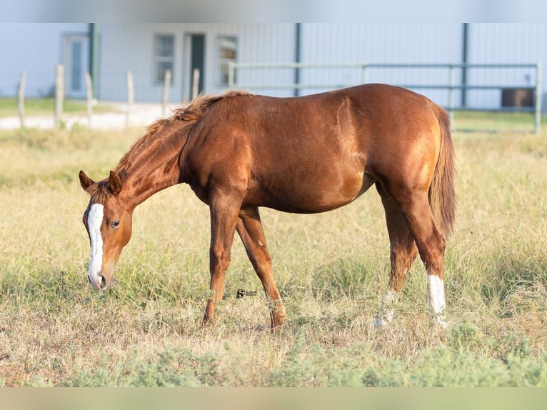 American Quarter Horse Stute 18 Jahre 142 cm Rotfuchs in Whitesboro