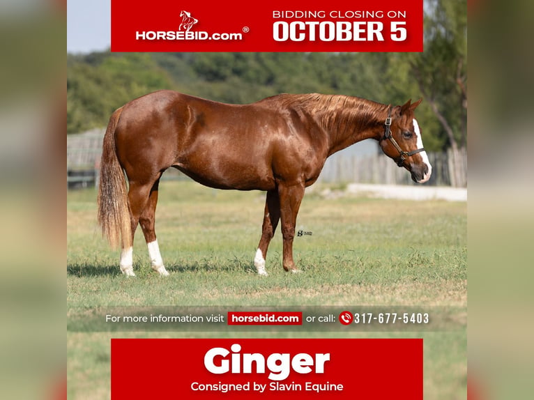 American Quarter Horse Stute 18 Jahre 142 cm Rotfuchs in Whitesboro