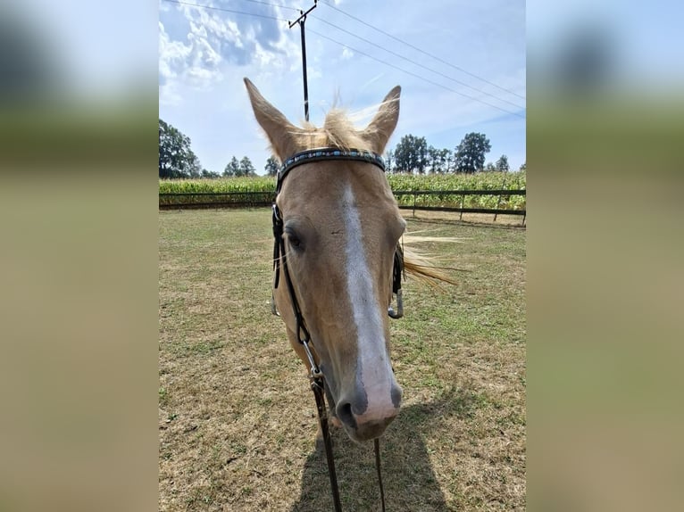 American Quarter Horse Stute 18 Jahre 148 cm Palomino in Stemwede