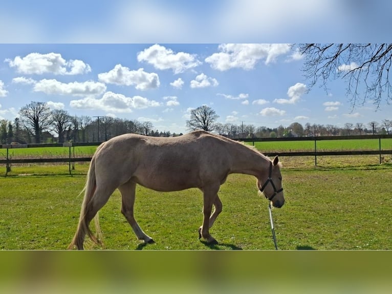American Quarter Horse Stute 18 Jahre 148 cm Palomino in Stemwede
