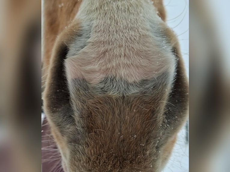 American Quarter Horse Stute 18 Jahre 148 cm Palomino in Stemwede