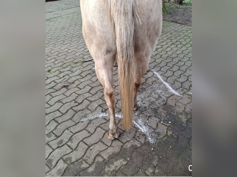 American Quarter Horse Stute 18 Jahre 148 cm Palomino in Stemwede