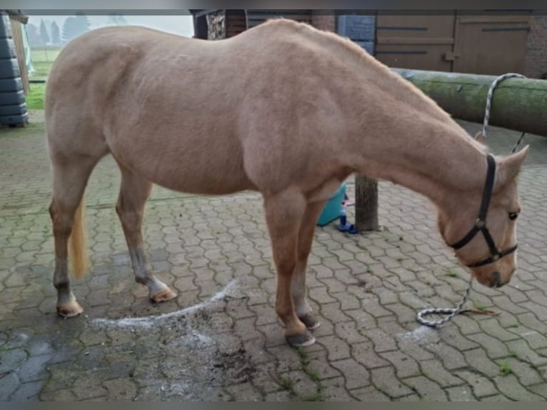 American Quarter Horse Stute 18 Jahre 148 cm Palomino in Stemwede