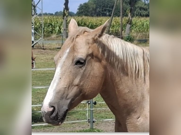 American Quarter Horse Stute 18 Jahre 148 cm Palomino in Stemwede
