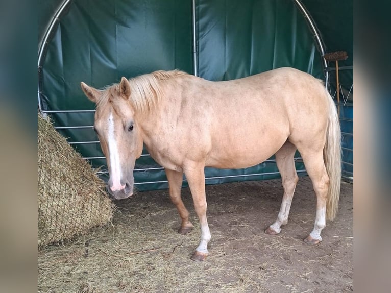 American Quarter Horse Stute 18 Jahre 148 cm Palomino in Stemwede