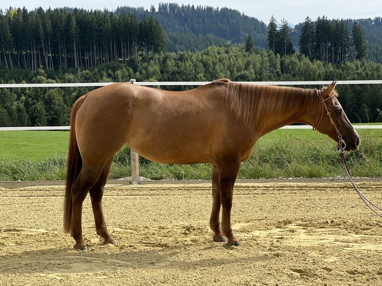 American Quarter Horse Stute 18 Jahre 148 cm Red Dun in Weitnau