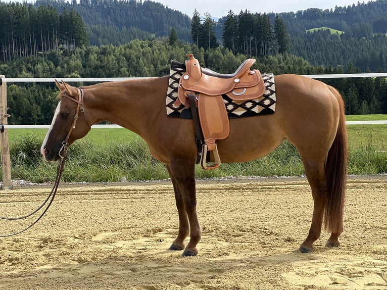 American Quarter Horse Stute 18 Jahre 148 cm Red Dun in Weitnau