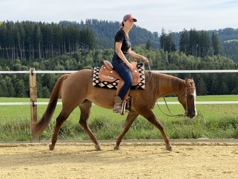 American Quarter Horse Stute 18 Jahre 148 cm Red Dun in Weitnau