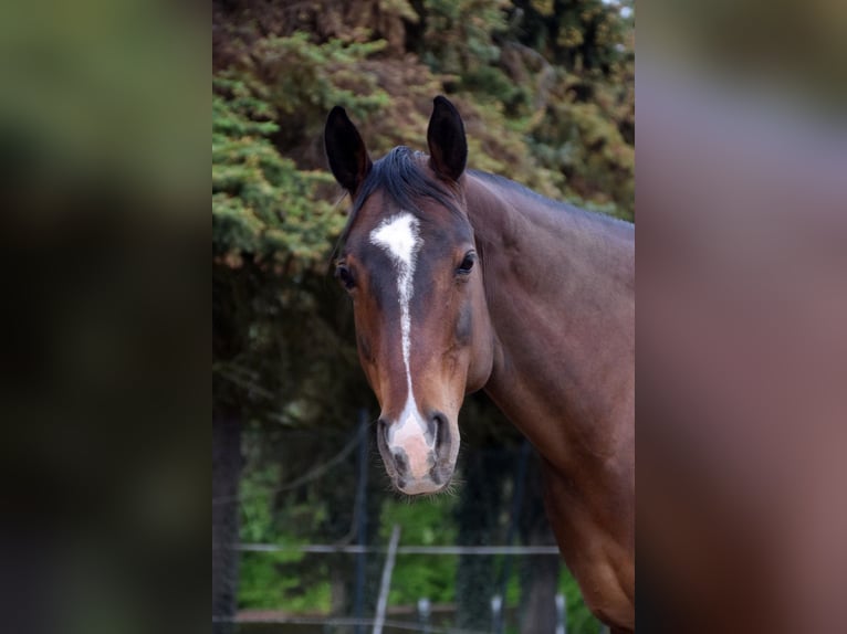 American Quarter Horse Stute 18 Jahre 150 cm Brauner in Mayen