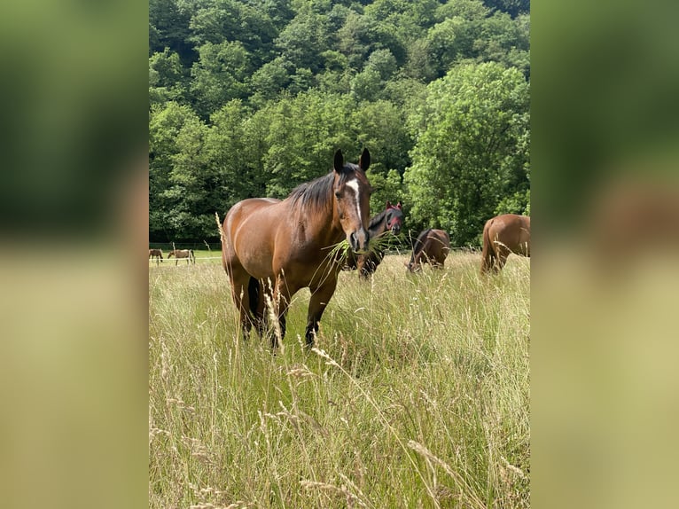 American Quarter Horse Stute 18 Jahre 150 cm Brauner in Mayen