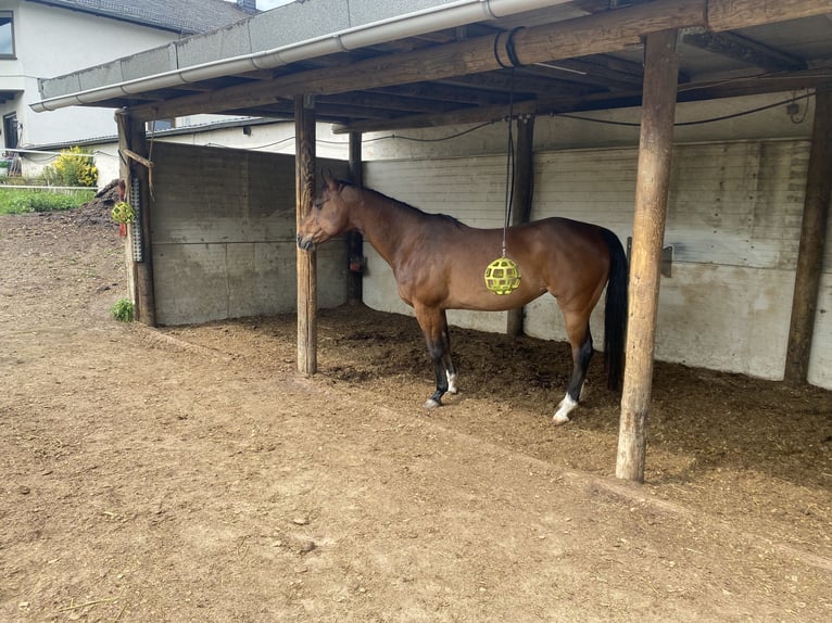 American Quarter Horse Stute 18 Jahre 150 cm Brauner in Mayen