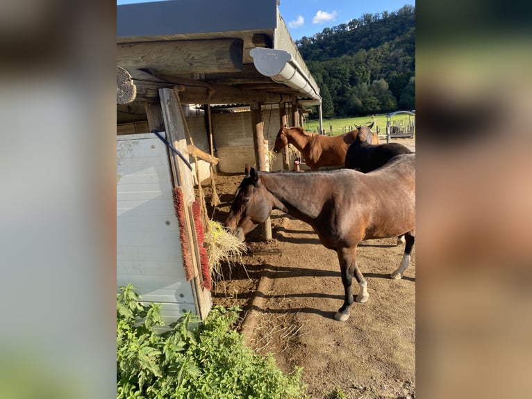 American Quarter Horse Stute 18 Jahre 150 cm Brauner in Mayen