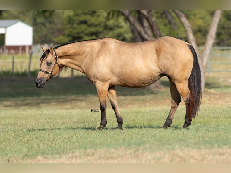 American Quarter Horse Stute 18 Jahre 152 cm Buckskin in Whitesboro