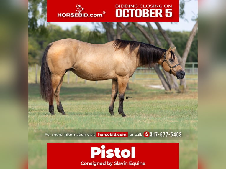 American Quarter Horse Stute 18 Jahre 152 cm Buckskin in Whitesboro