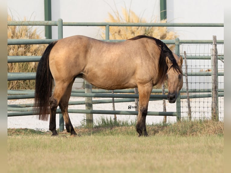 American Quarter Horse Stute 18 Jahre 152 cm Buckskin in Whitesboro