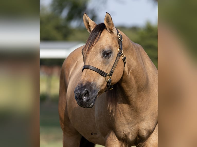 American Quarter Horse Stute 18 Jahre 152 cm Buckskin in Whitesboro