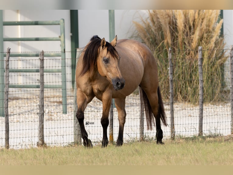 American Quarter Horse Stute 18 Jahre 152 cm Buckskin in Whitesboro