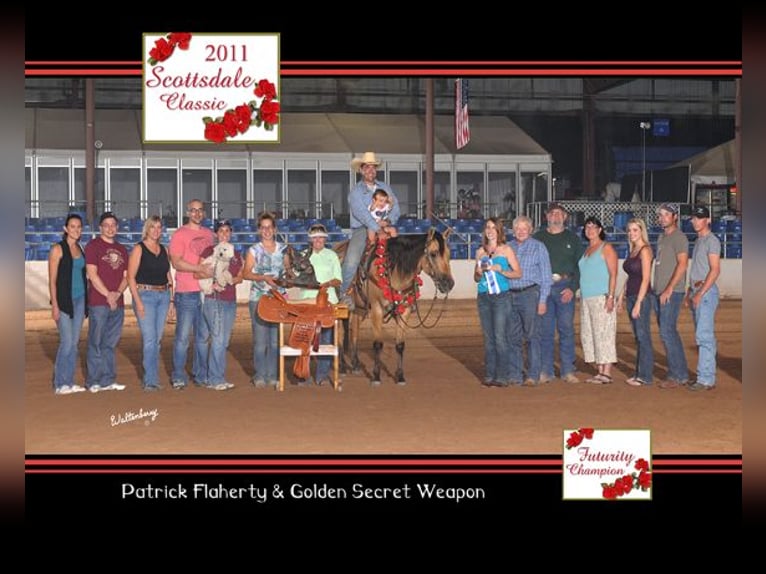 American Quarter Horse Stute 18 Jahre 152 cm Buckskin in Whitesboro