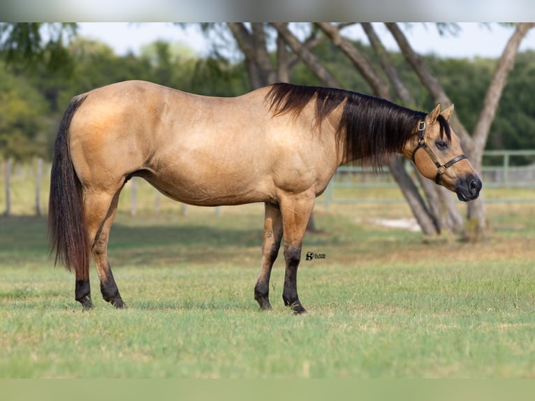American Quarter Horse Stute 18 Jahre 152 cm Buckskin in Whitesboro