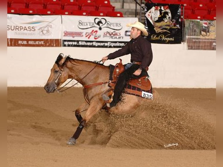 American Quarter Horse Stute 18 Jahre 152 cm Buckskin in Whitesboro