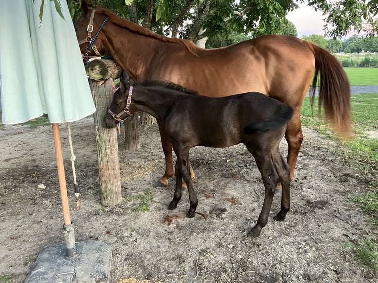 American Quarter Horse Mix Stute 18 Jahre 152 cm Dunkelfuchs in Swansea