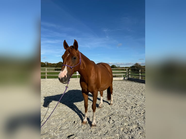 American Quarter Horse Stute 18 Jahre 152 cm Fuchs in Schönberg