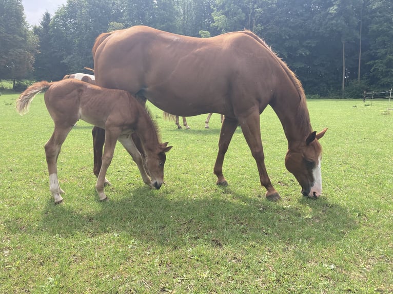 American Quarter Horse Stute 18 Jahre 152 cm Rotfuchs in AhlumJübar