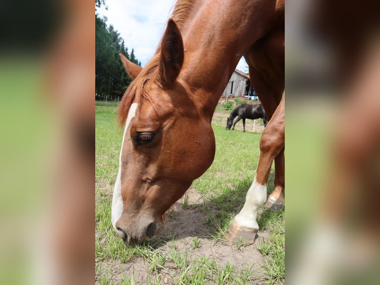American Quarter Horse Stute 18 Jahre 152 cm Rotfuchs in AhlumJübar