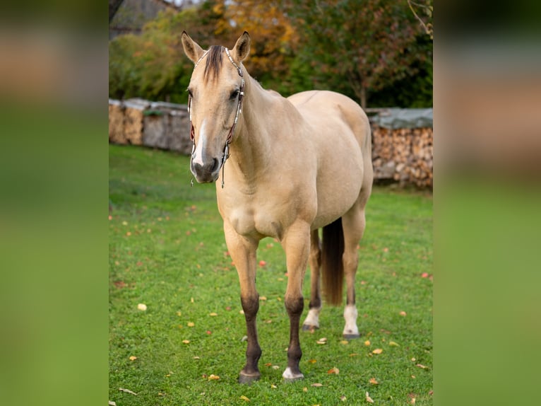 American Quarter Horse Stute 18 Jahre 155 cm Falbe in BalingenBalingen