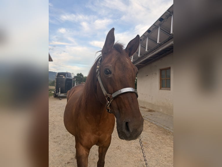 American Quarter Horse Stute 18 Jahre 155 cm Red Dun in Arnbruck