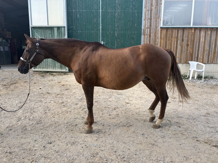 American Quarter Horse Stute 18 Jahre 155 cm Red Dun in Arnbruck