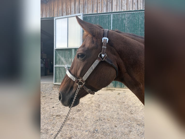 American Quarter Horse Stute 18 Jahre 155 cm Red Dun in Arnbruck