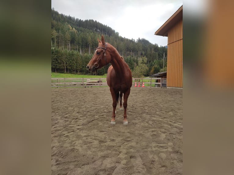 American Quarter Horse Stute 18 Jahre 155 cm Rotfuchs in Gries im Sellrain