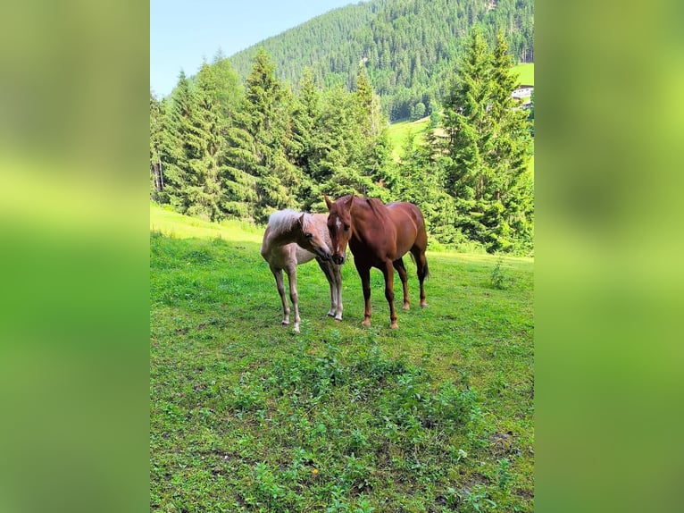 American Quarter Horse Stute 18 Jahre 155 cm Rotfuchs in Gries im Sellrain