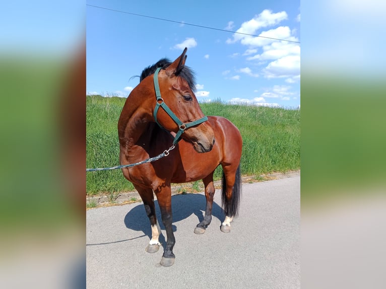 American Quarter Horse Mix Stute 18 Jahre 160 cm in Alesheim