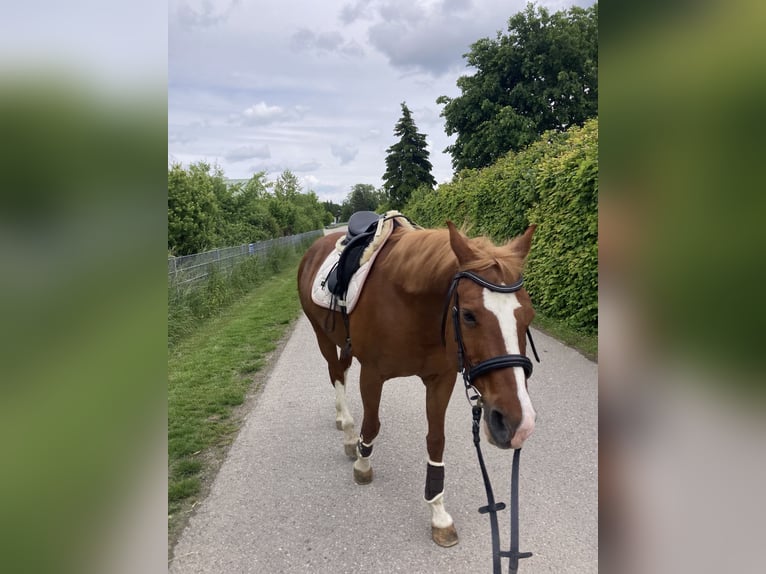 American Quarter Horse Mix Stute 18 Jahre Fuchs in Regensburg